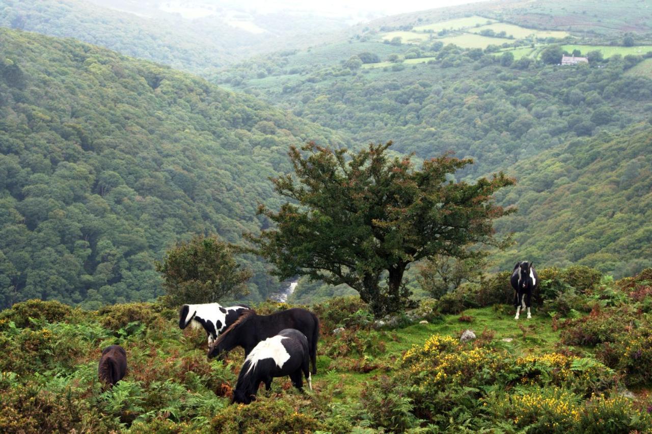 Higher Coombe Bovey Tracey Ngoại thất bức ảnh